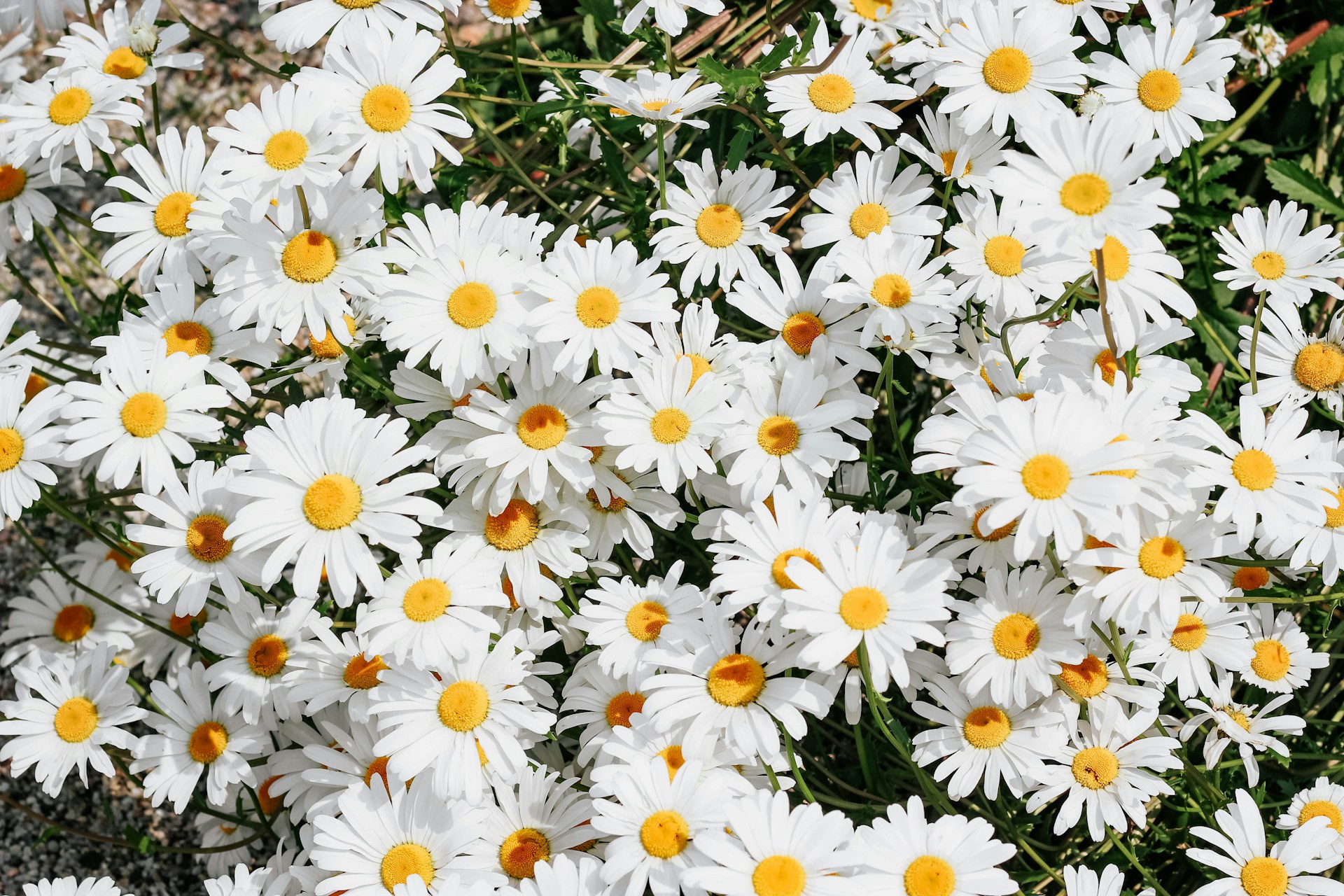 Small white daisy-like flowers with yellow centers in daylight