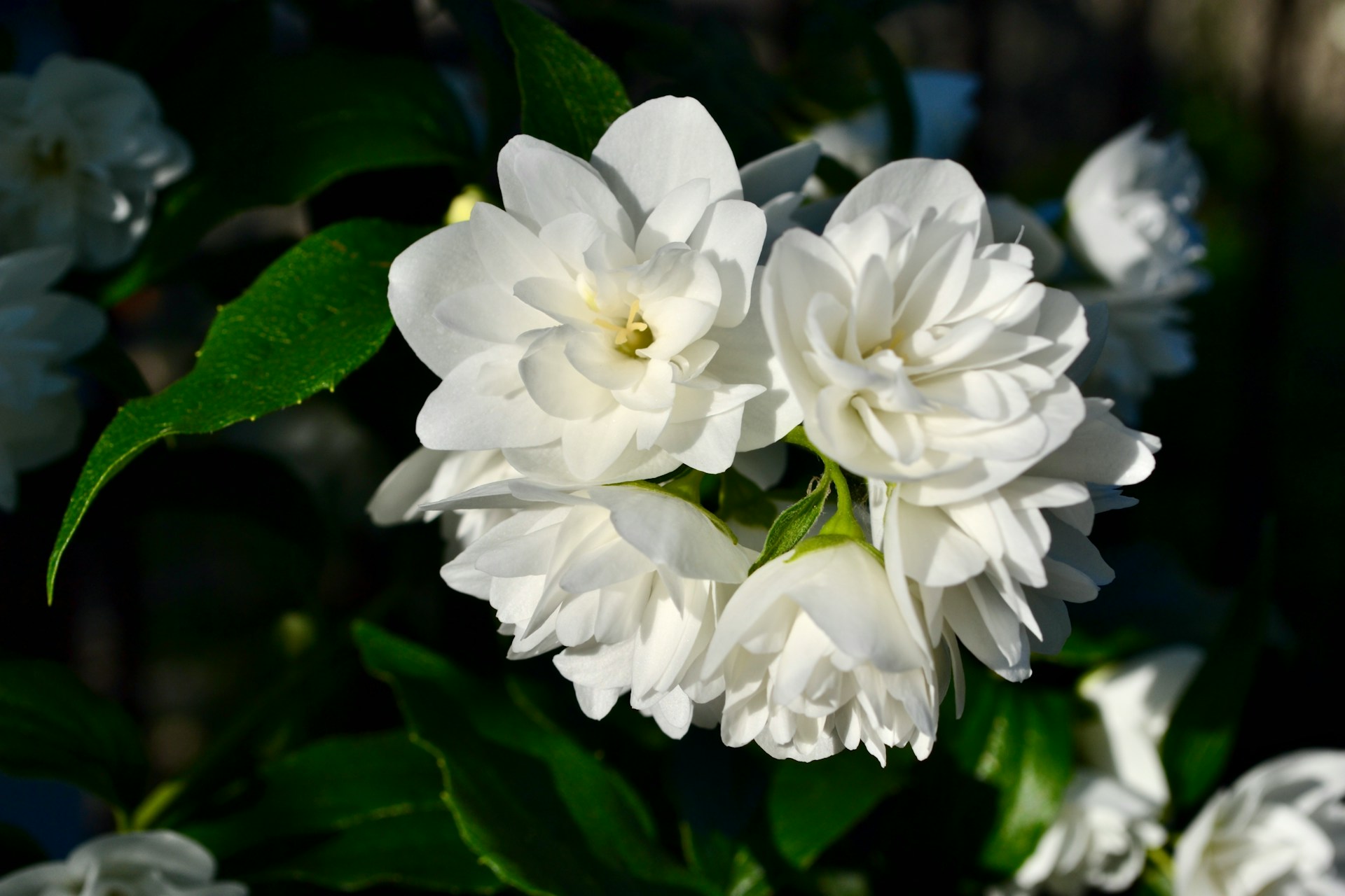 Jasmine: The Night-Blooming Flower With a Long Fragrant History