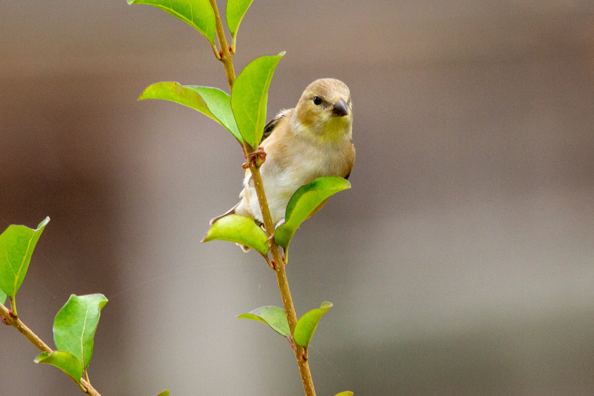 Listening to the Dawn Chorus: A Mindful Start to Spring Mornings
