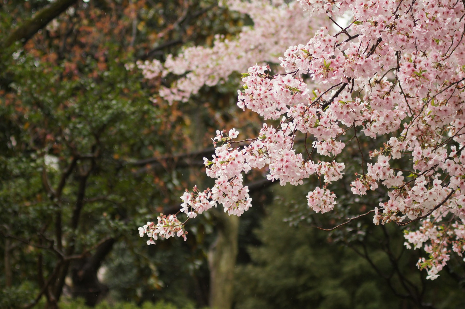 Macon’s Cherry Blossoms: The Story of the Yoshino Trees and a Mindful Way to See Them