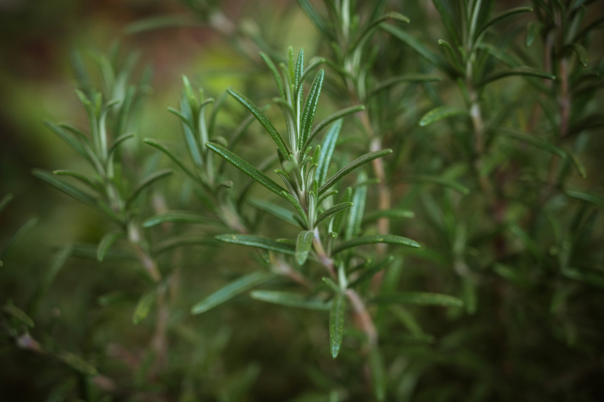 Rosemary: History, Lore and Everyday Enjoyment