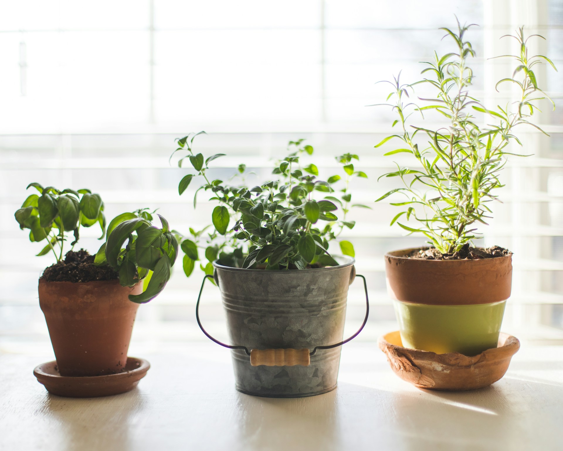 Starting a Small Herb Garden for Fragrance and Calm