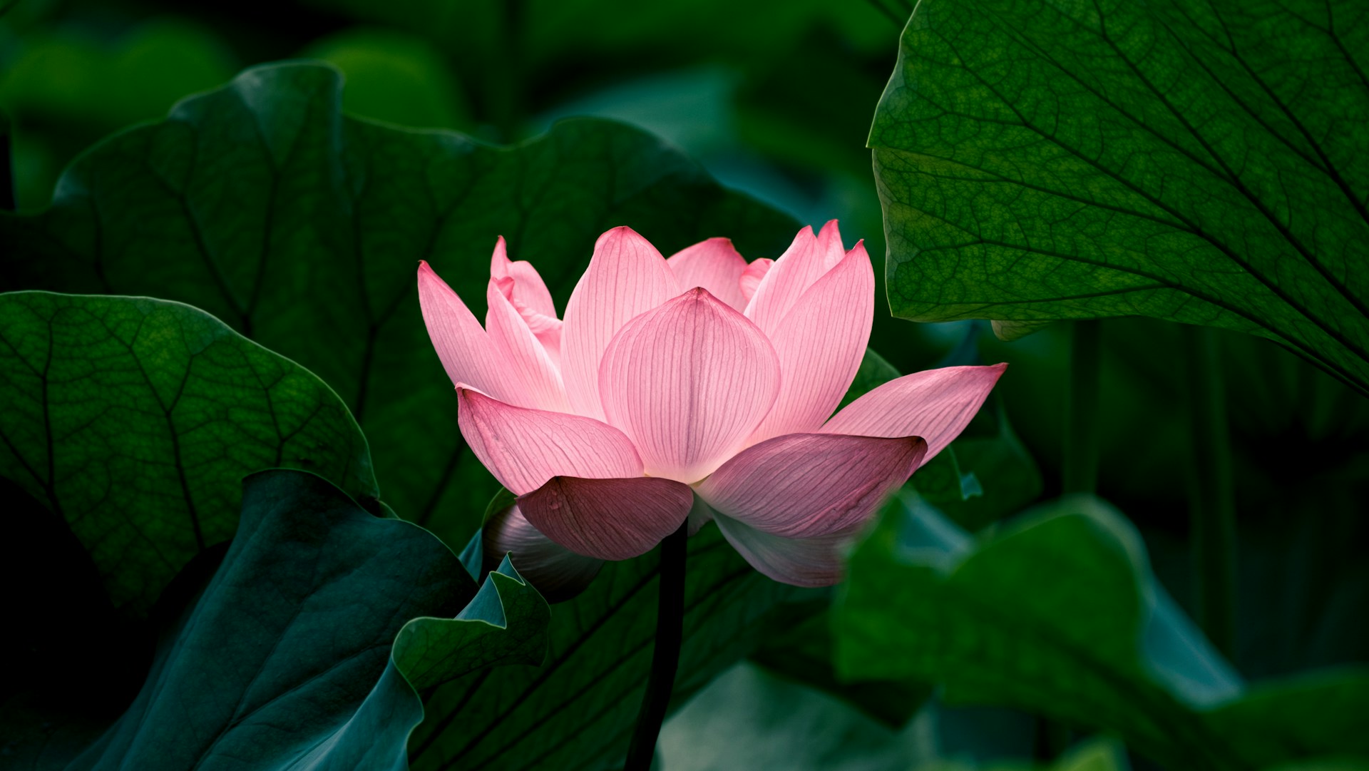 The Lotus Flower: Symbolism, History and a Season of Renewal