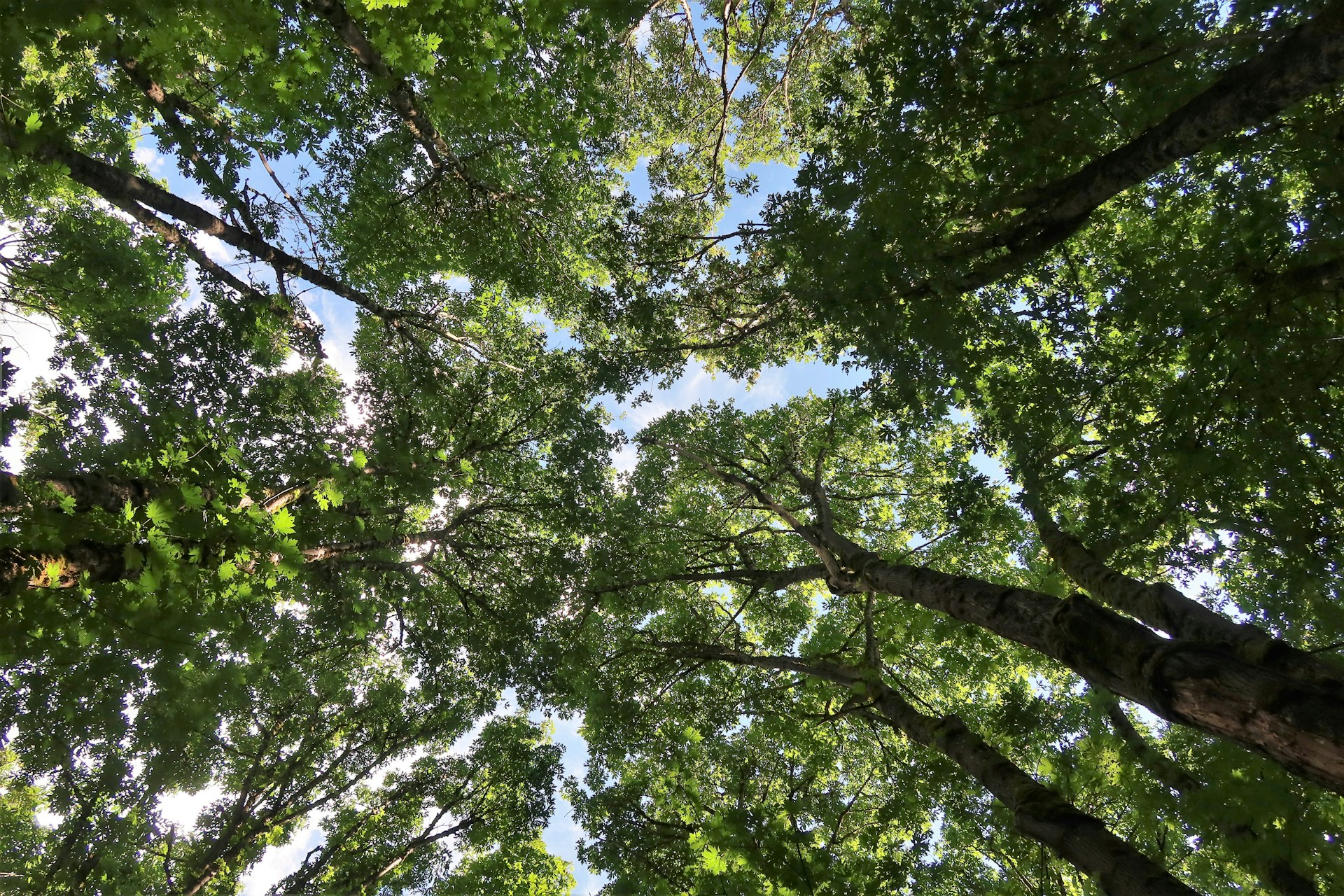 What Is Forest Bathing? The Japanese Practice of Shinrin-yoku