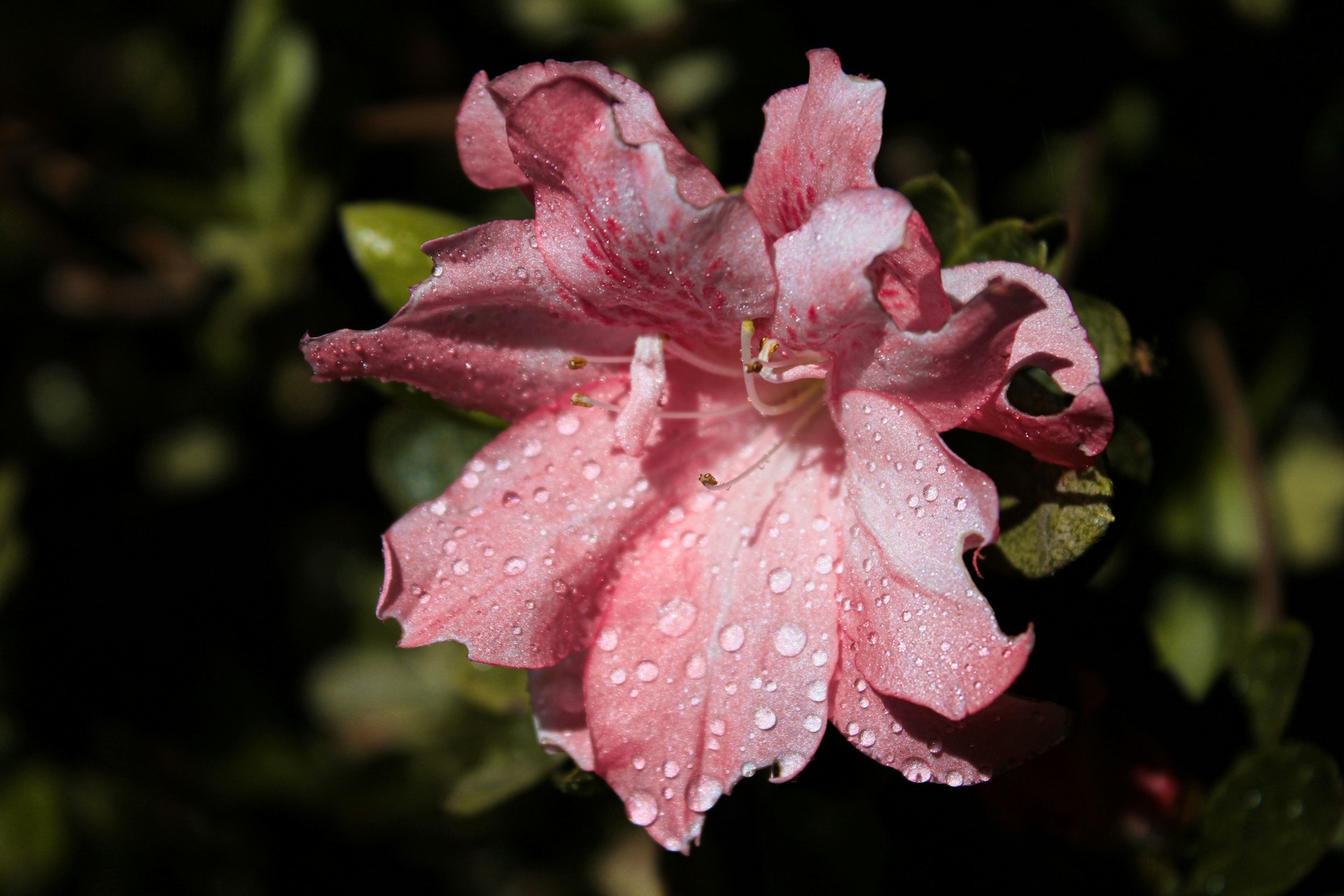 Azaleas, Dogwoods and Wisteria: Noticing the Spring Bloom in Middle Georgia