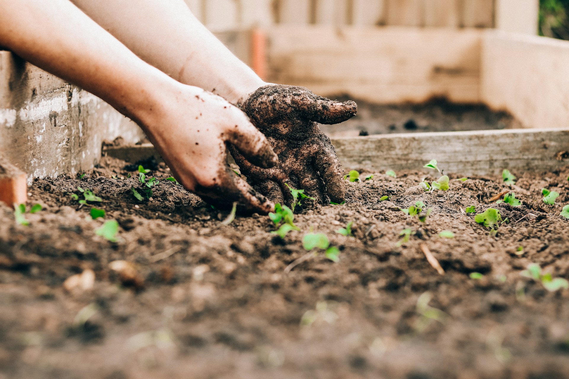 Gardening as Mindfulness: Tending a Few Pots With Full Attention