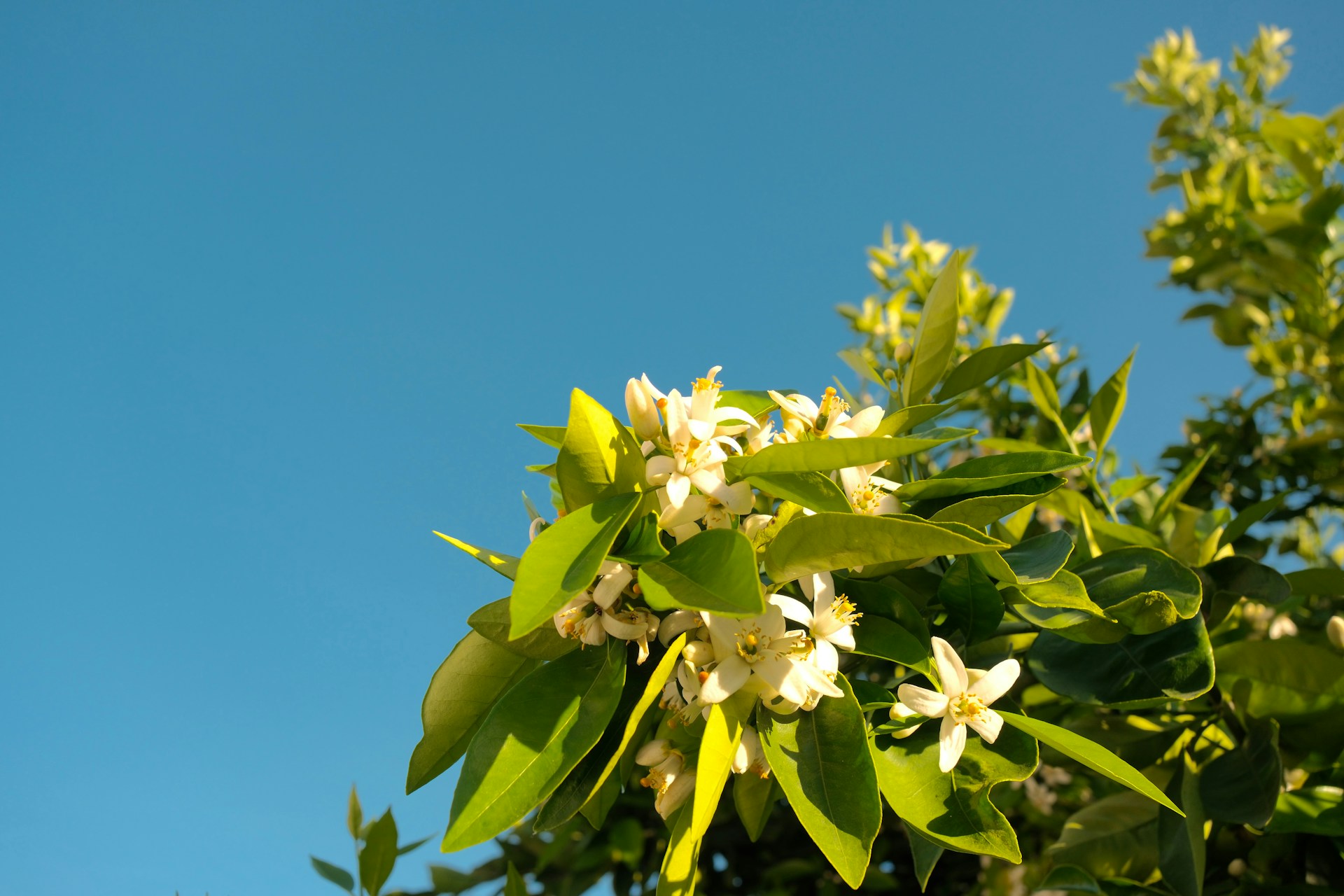 Neroli and Orange Blossom: A Fragrance With a Princely Past
