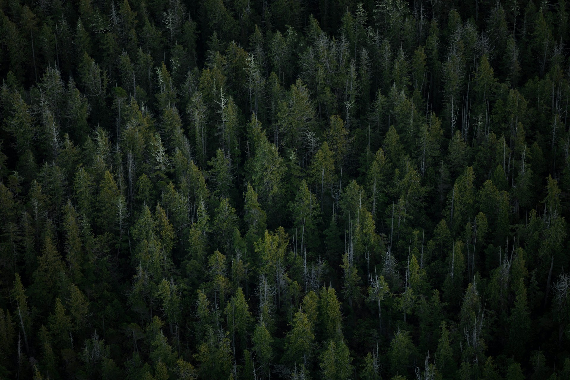 Sandalwood and Cedarwood: Woody Scents and the Question of Sustainability