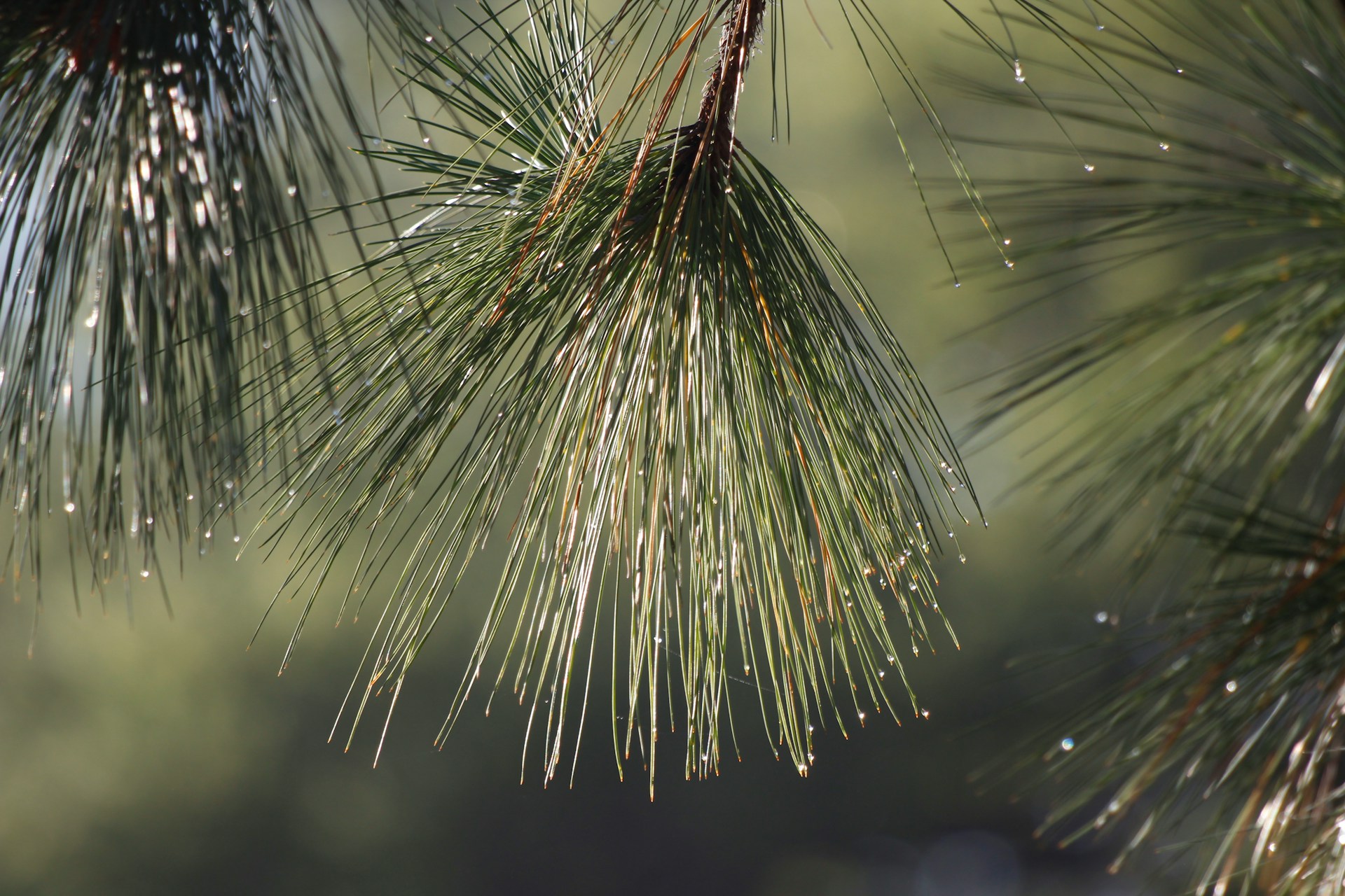 Why Everything Turns Yellow: The Story of Georgia’s Spring Pollen