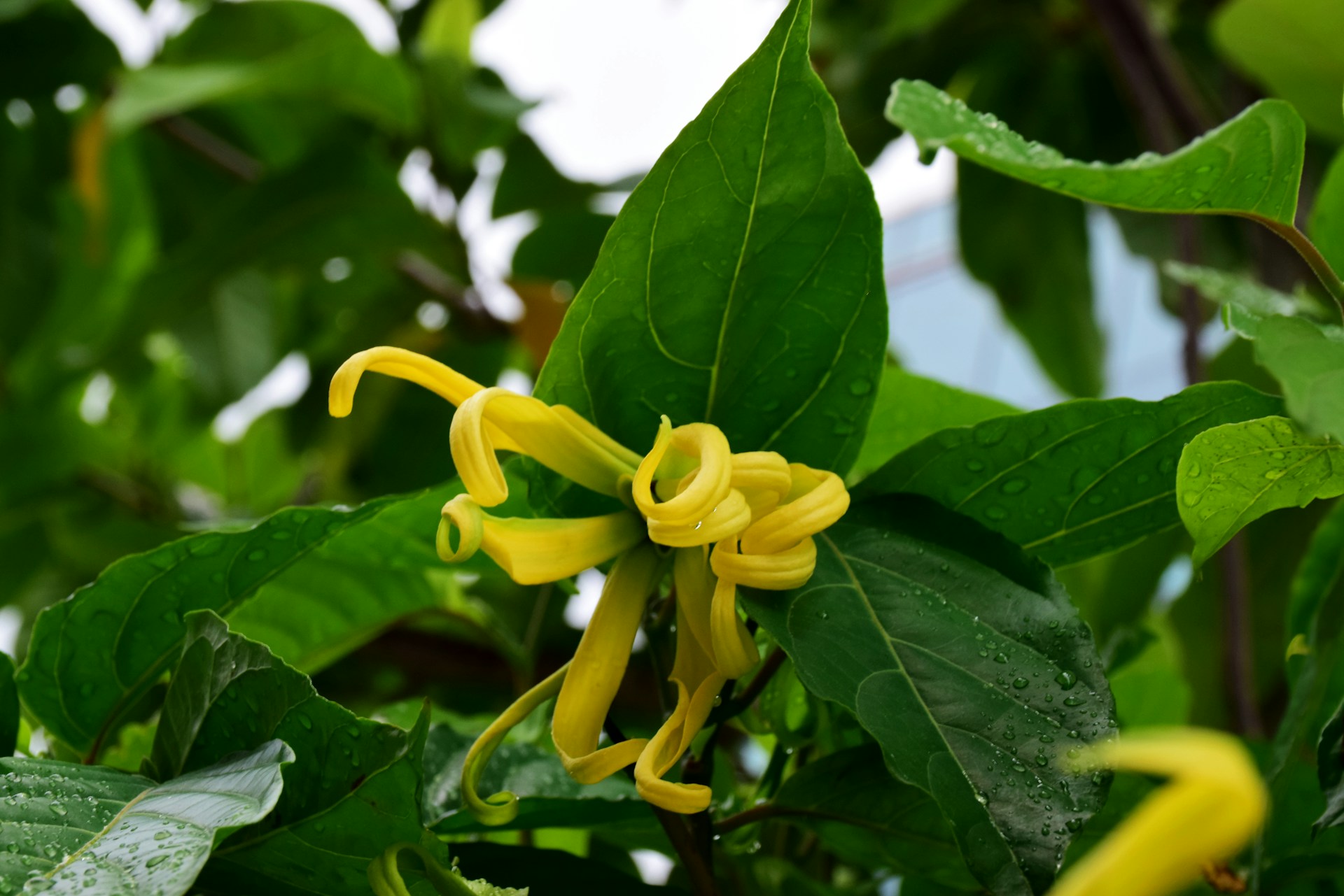 Ylang-Ylang: The Flower of Flowers and Its Place in Perfume History