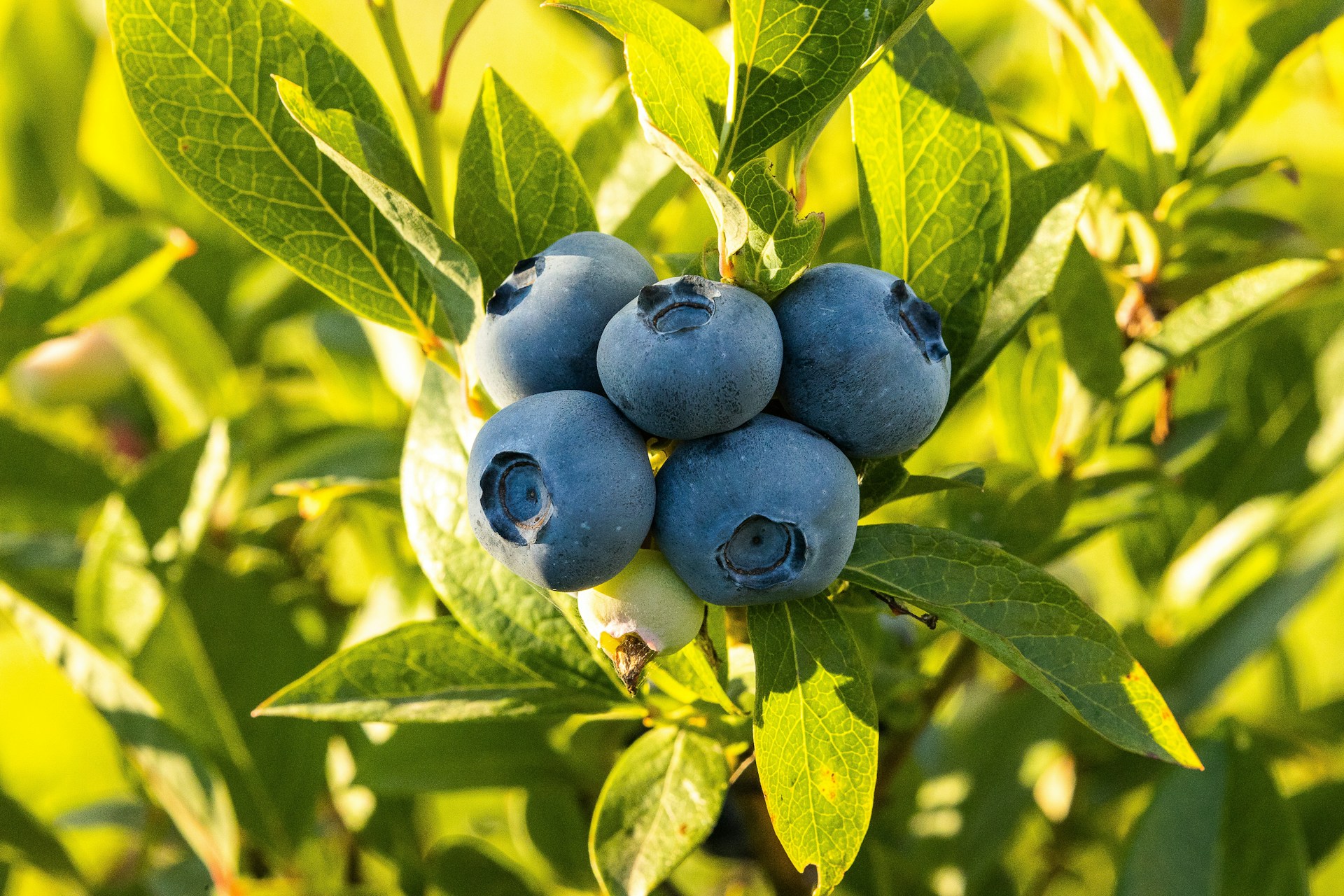 A Morning at the U-Pick Farm: Blueberry Picking as a Slow Summer Ritual