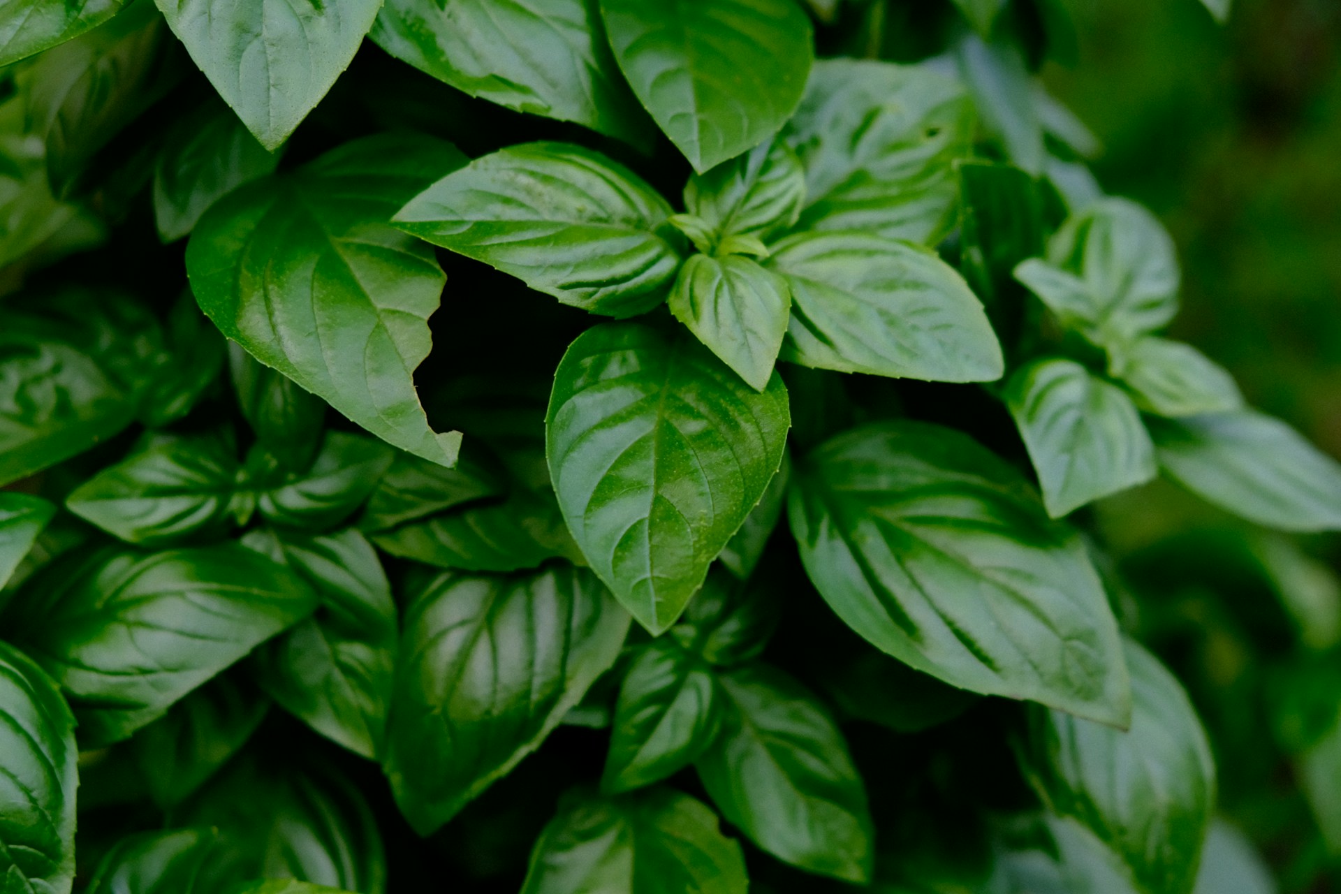 Basil, the Royal Herb: Its Long History and Simple Ways to Enjoy It in the Heat