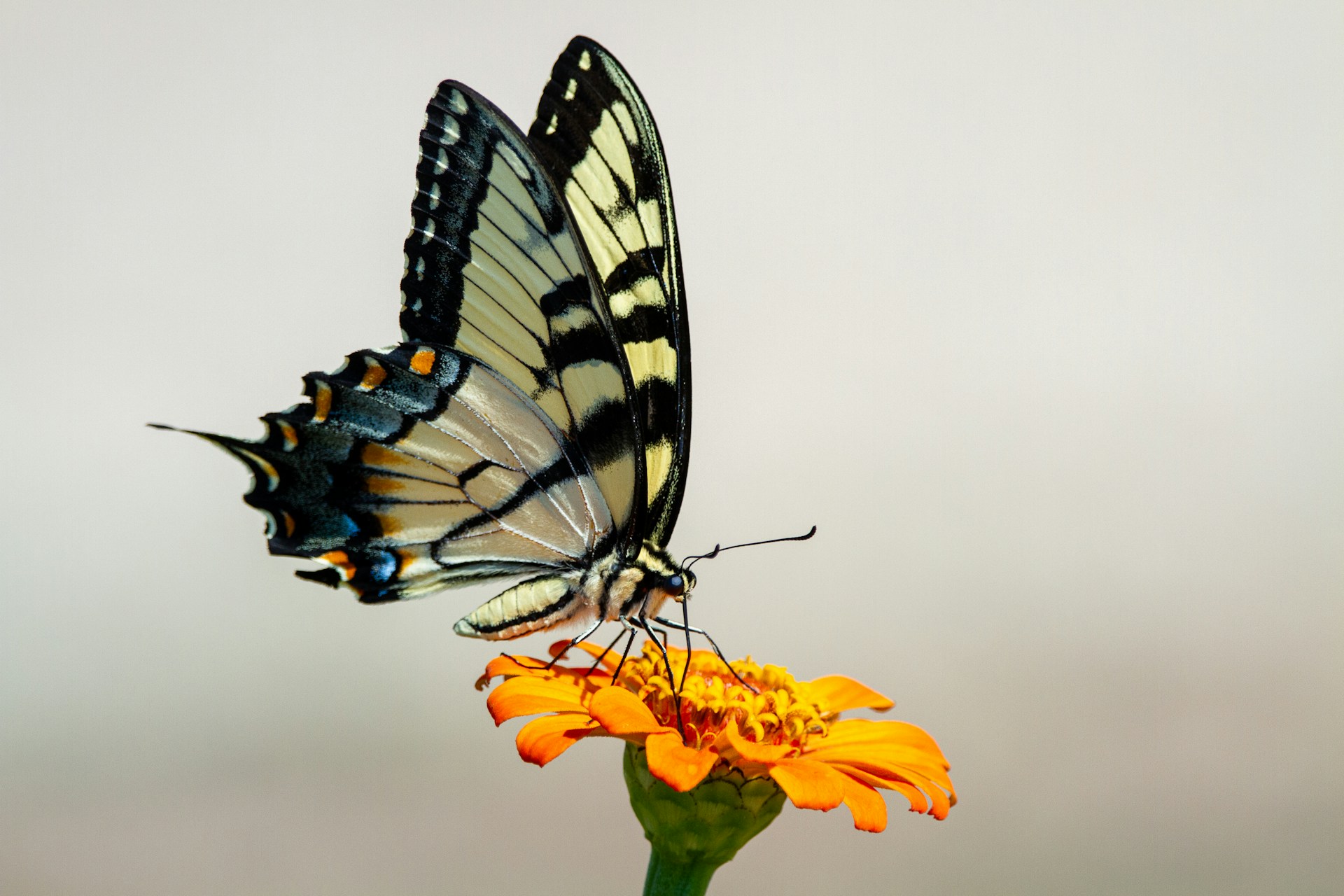 Butterflies in the Garden: Planting for Pollinators and Pausing for Wings
