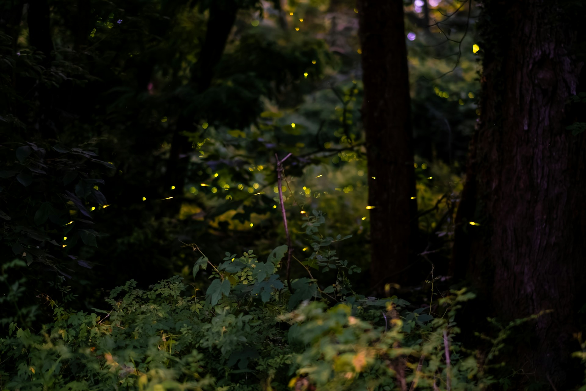 Lightning Bugs in the Yard: Firefly Watching as a Summer Evening Practice