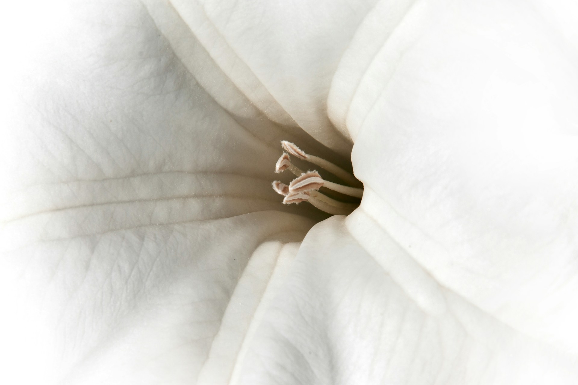 Planting a Moon Garden: White Blooms and Evening Fragrance for Summer Nights
