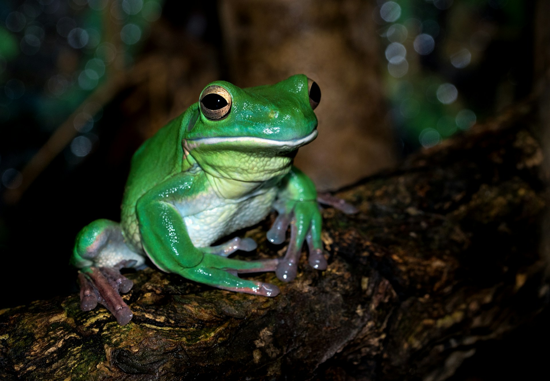 The Night Chorus: Listening to Cicadas, Katydids, Crickets and Tree Frogs